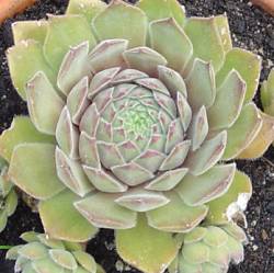 Sempervivum - Dachwurz - Hauswurz